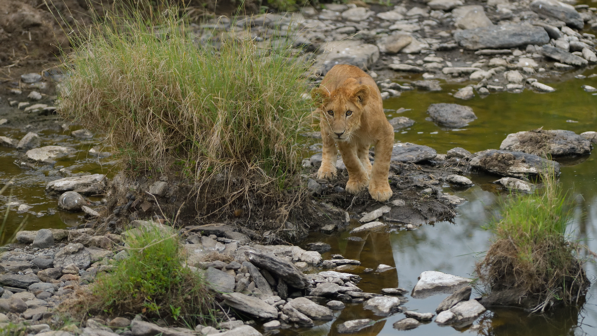 _85R2730_20180718_183938_877Masai Mara 2018-1200.jpg