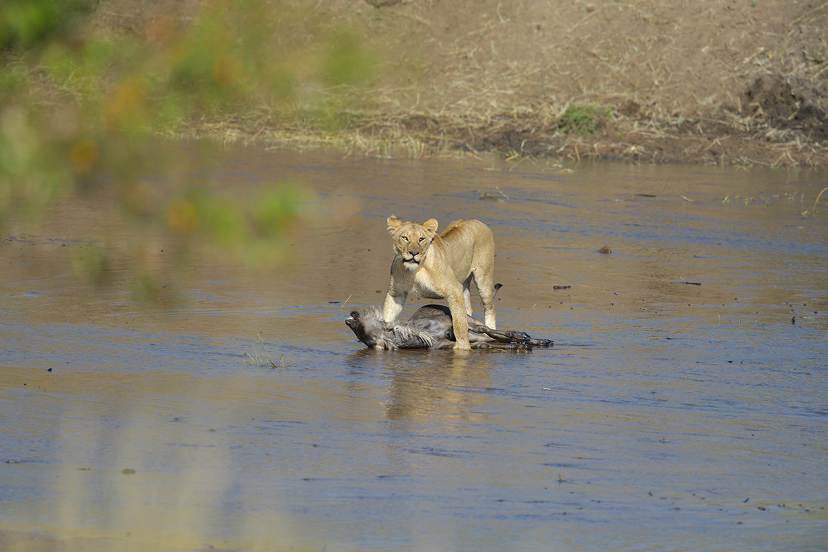 _85R2745_20180724_085417_2406Masai Mara 2018_3364Masai Mara 2018-1200.jpg