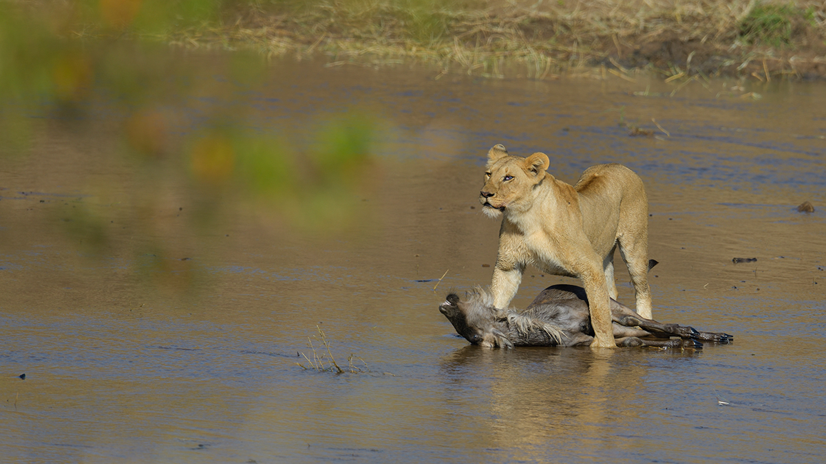 _85R2756_20180724_085426_2407Masai Mara 2018_3365Masai Mara 2018-1200.jpg