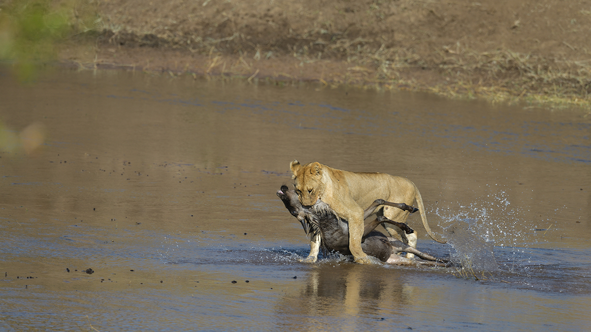_85R2767_20180724_085441_2408Masai Mara 2018_3366Masai Mara 2018-1200.jpg