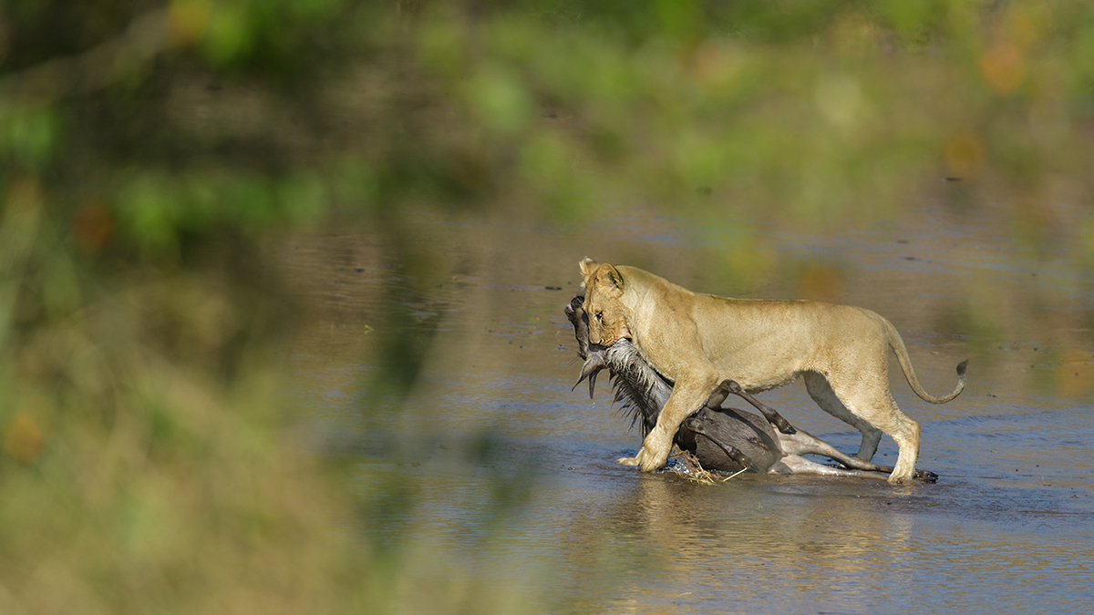 _85R2796_20180724_085448_2409Masai Mara 2018_3367Masai Mara 2018-1200.jpg
