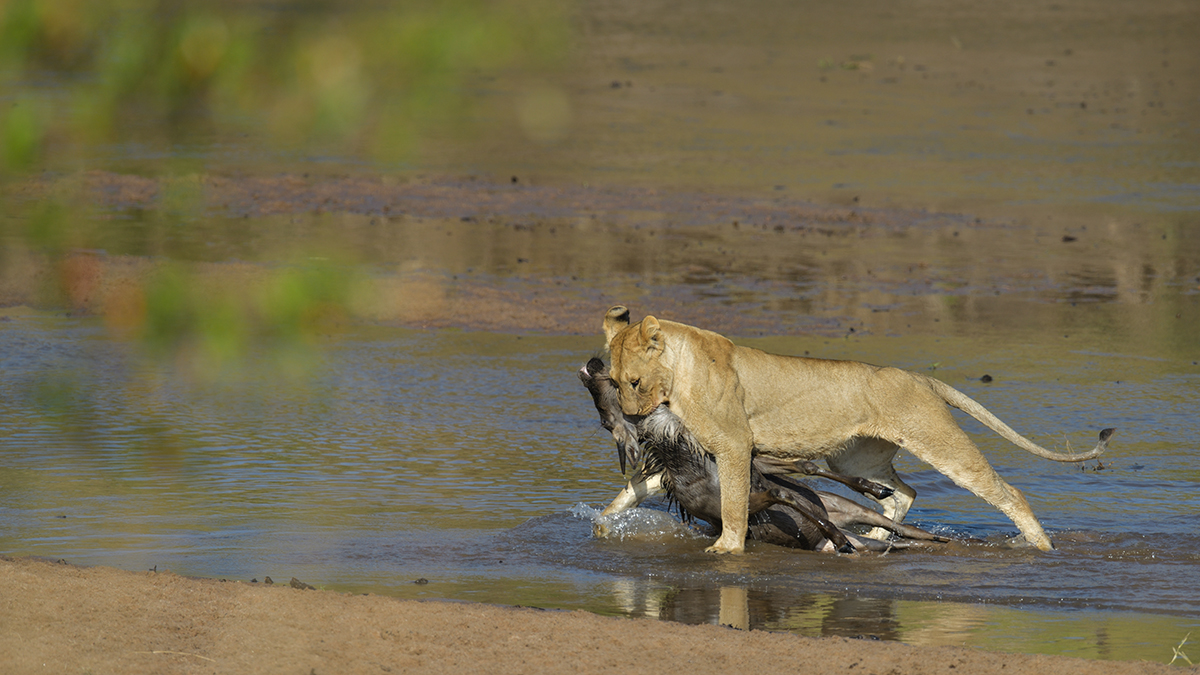 _85R2811_20180724_085506_2410Masai Mara 2018_3368Masai Mara 2018-1200.jpg