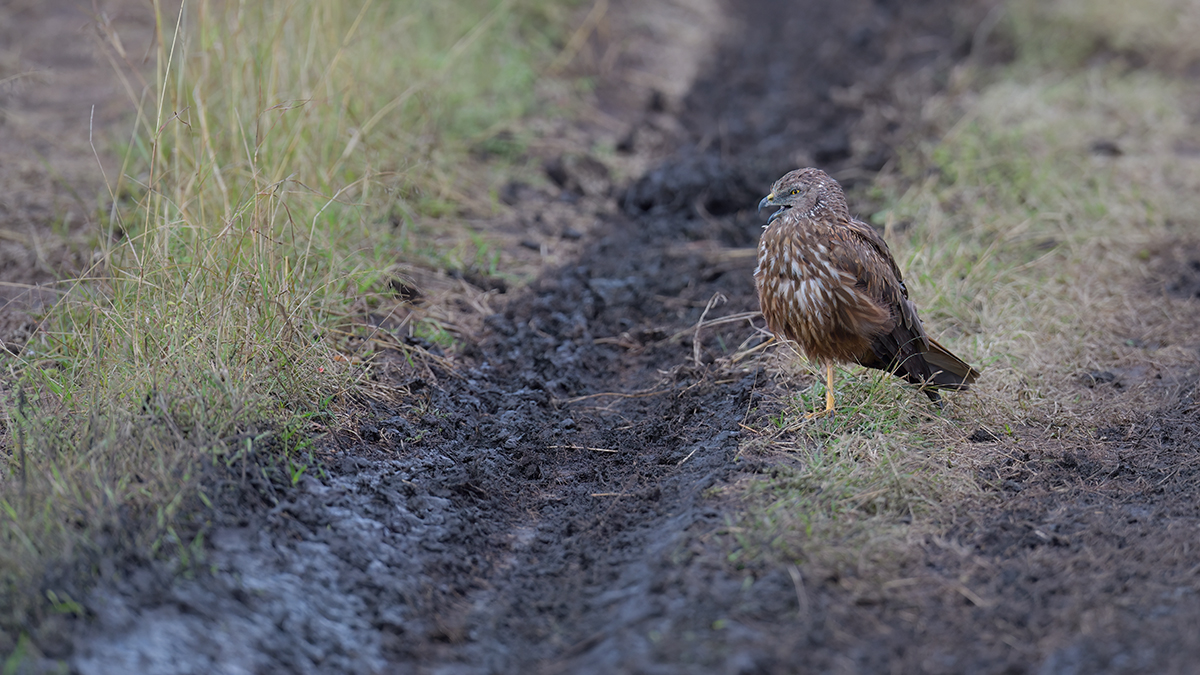 _85R2899_20180801_095217_5853Masai Mara 2018_5956Masai Mara 2018.jpg