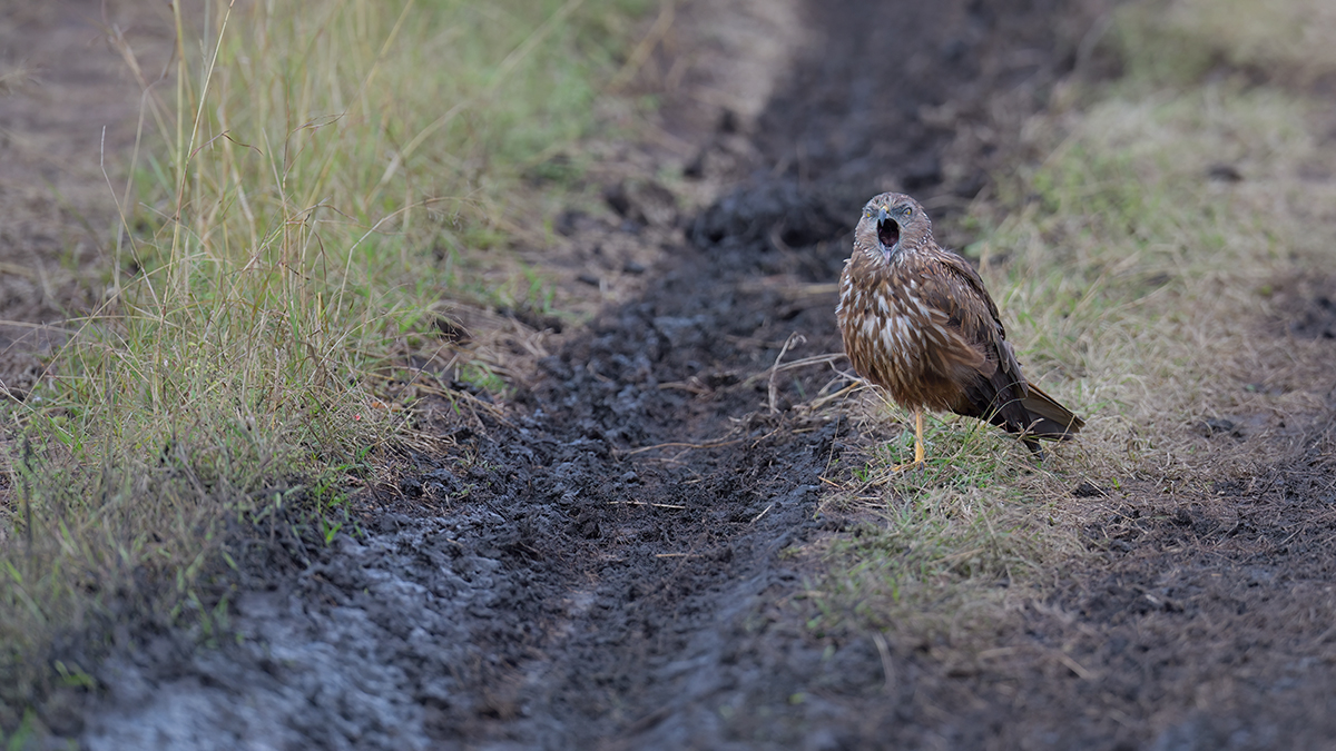 _85R2904_20180801_095218_5858Masai Mara 2018_5961Masai Mara 2018.jpg