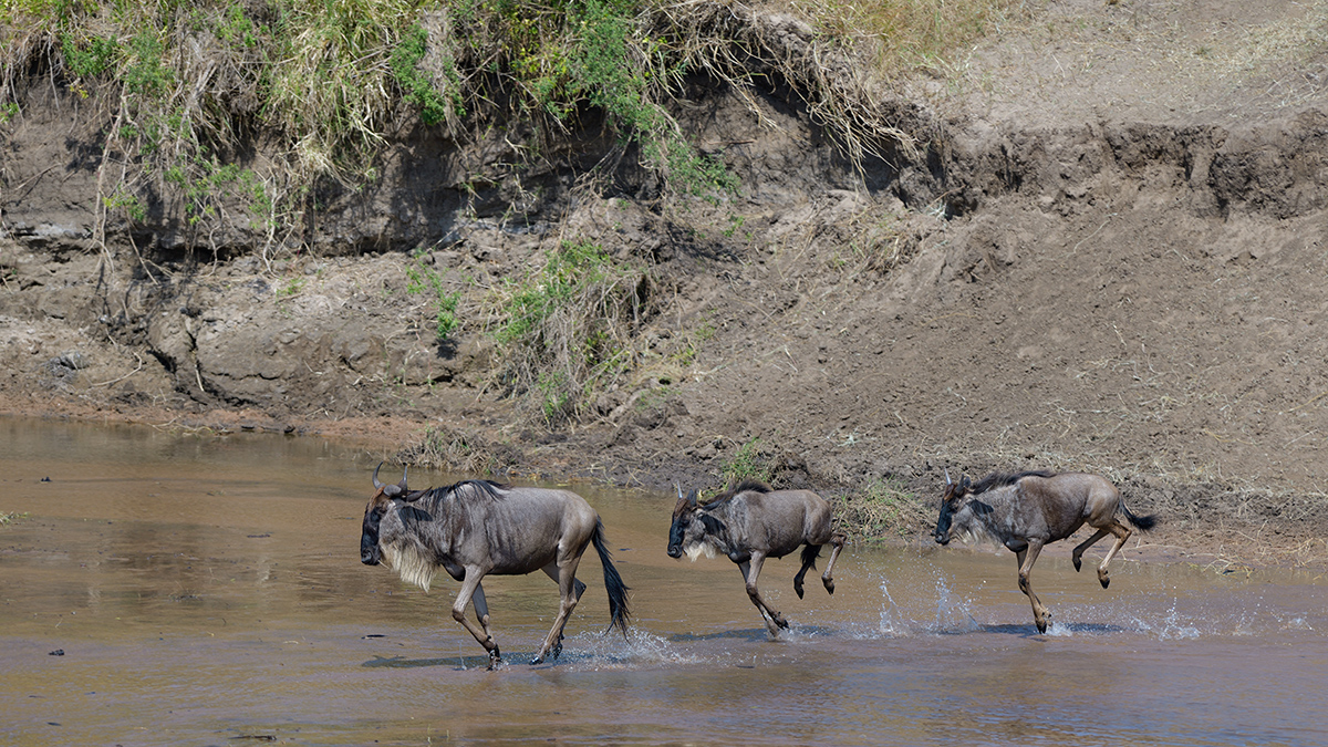_85R2962_20180724_105222_2411Masai Mara 2018_3369Masai Mara 2018-1200.jpg