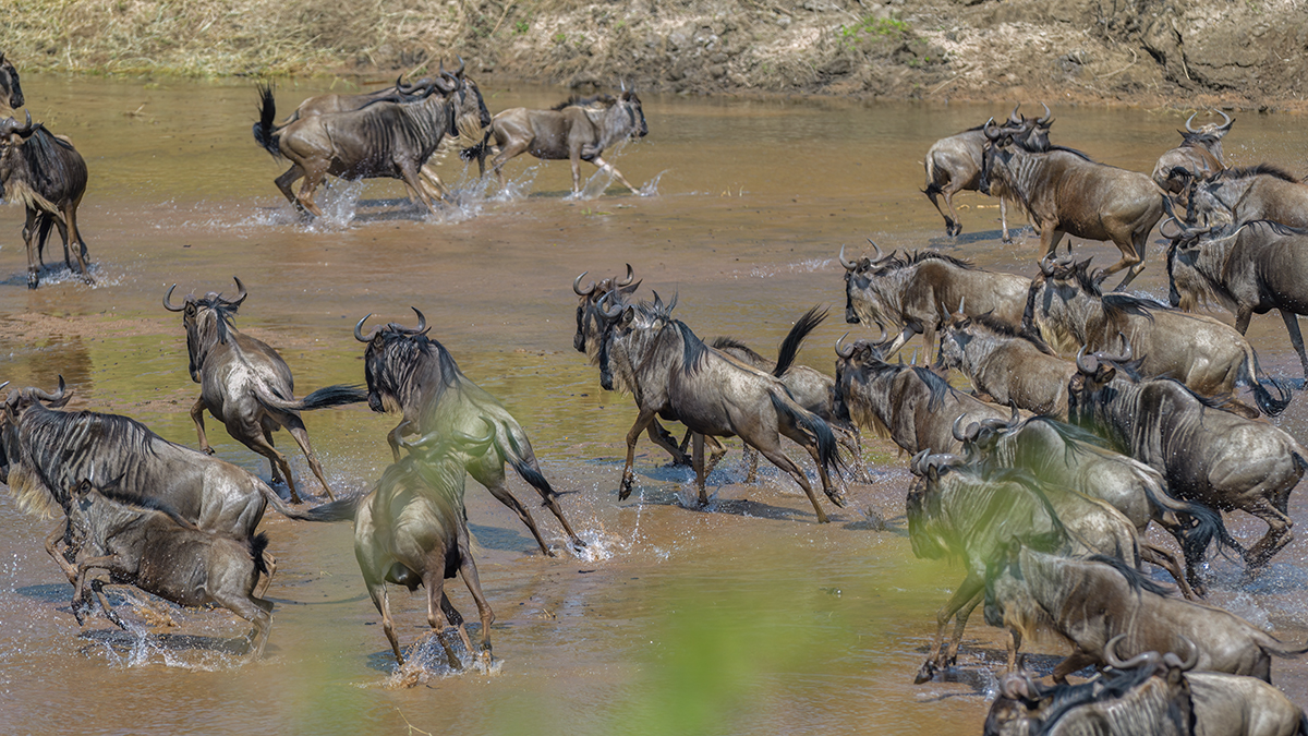 _85R3043_20180724_105613_2415Masai Mara 2018_3373Masai Mara 2018-1200.jpg