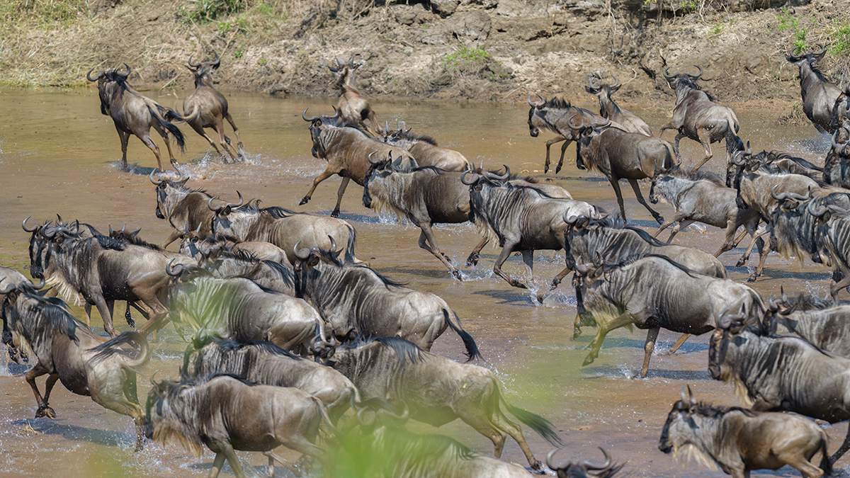 _85R3045_20180724_105614_2417Masai Mara 2018_3375Masai Mara 2018-1200.jpg