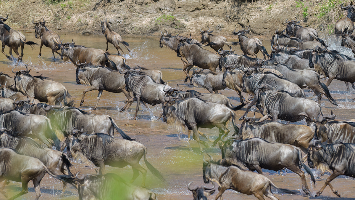 _85R3047_20180724_105614_2419Masai Mara 2018_3377Masai Mara 2018-1200.jpg