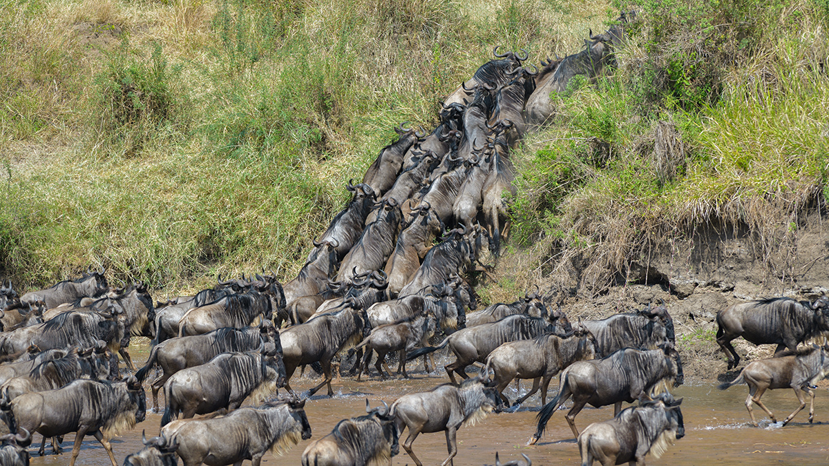_85R3073_20180724_105621_2421Masai Mara 2018_3379Masai Mara 2018-1200.jpg