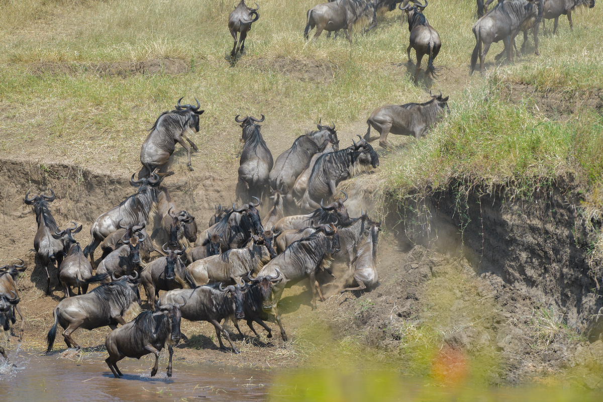 _85R3105_20180724_105631_2426Masai Mara 2018_3384Masai Mara 2018-1200.jpg