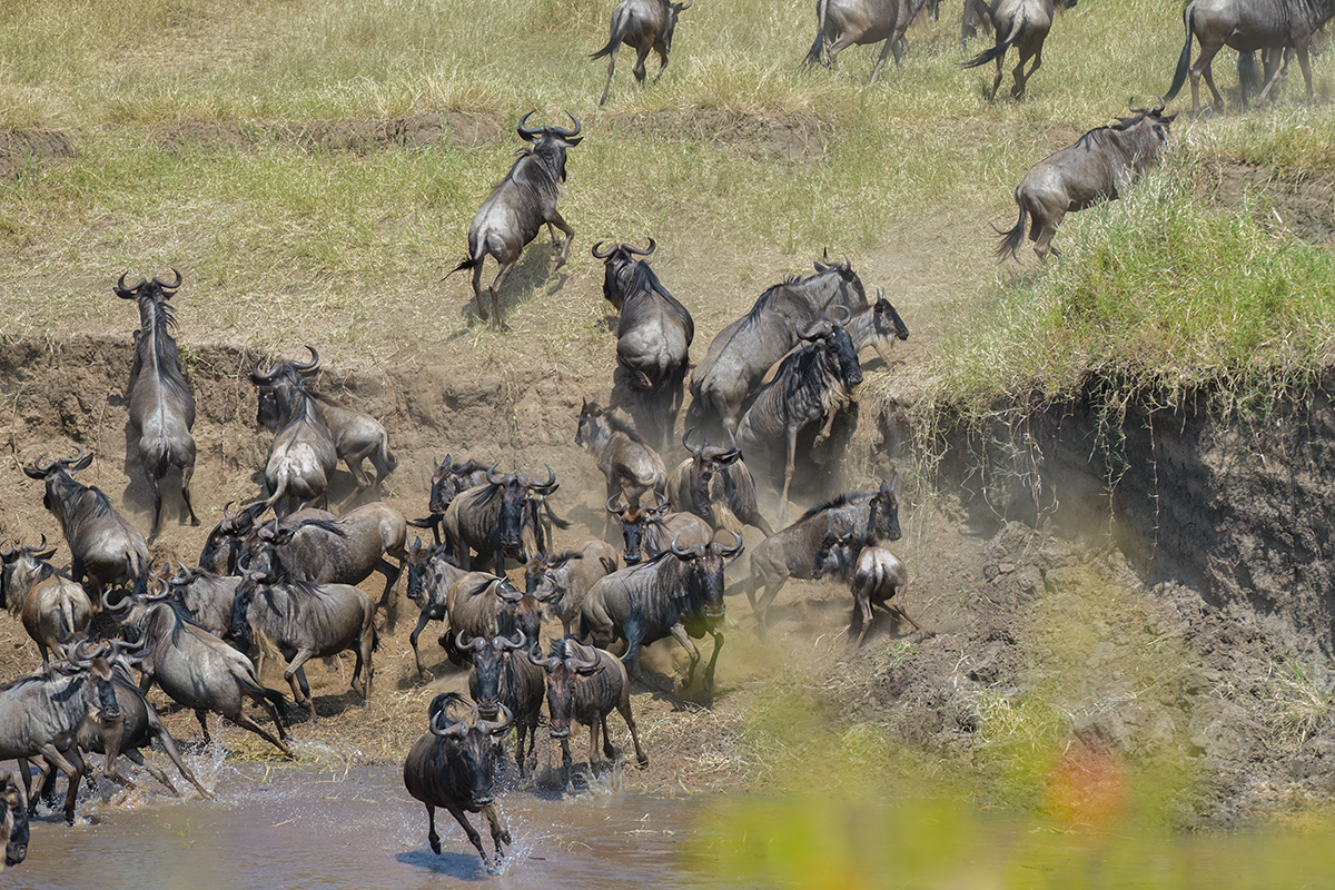_85R3108_20180724_105632_2429Masai Mara 2018_3387Masai Mara 2018-1200.jpg