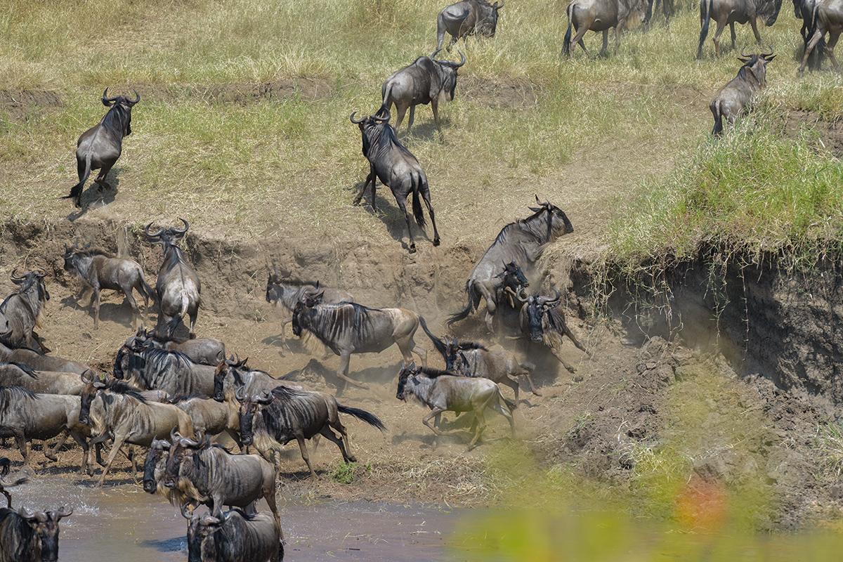 _85R3112_20180724_105633_2431Masai Mara 2018_3389Masai Mara 2018-1200.jpg