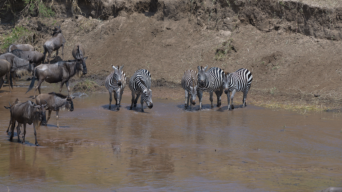 _85R3162_20180724_114233_2432Masai Mara 2018_3390Masai Mara 2018-1200.jpg