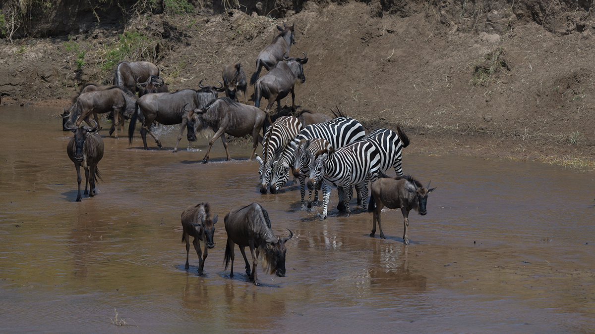 _85R3173_20180724_114240_2433Masai Mara 2018_3391Masai Mara 2018-1200.jpg