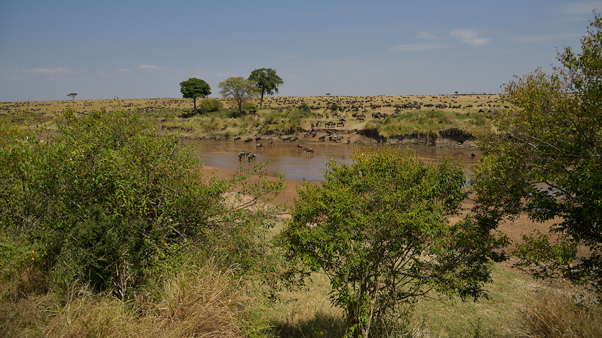 _85R3229_20180724_115625_2436Masai Mara 2018_3394Masai Mara 2018-1200.jpg
