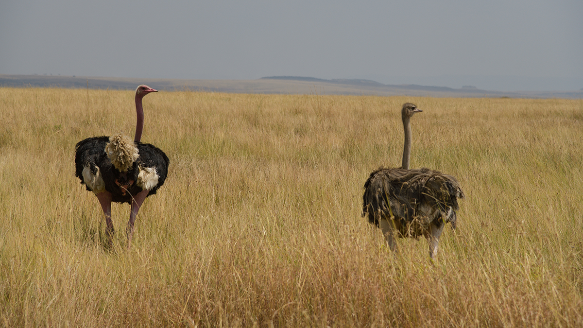 _85R3248_20180724_122638_2439Masai Mara 2018_3397Masai Mara 2018-1200.jpg