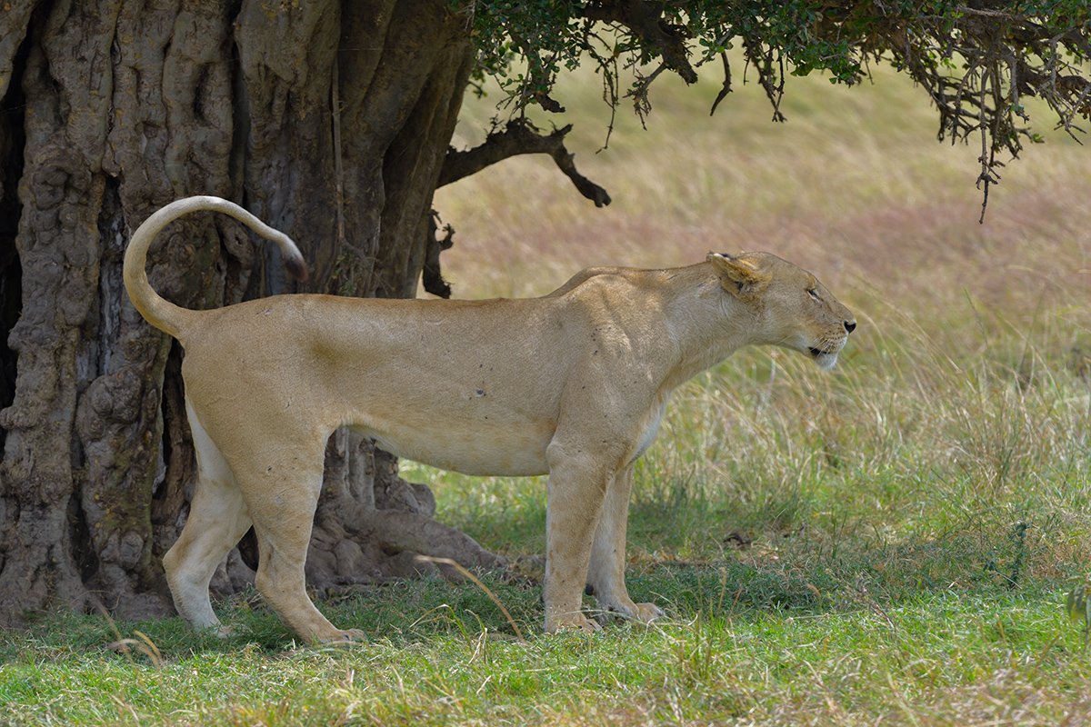 _85R3479_20180725_105519_1102Masai Mara 2018-1200.jpg