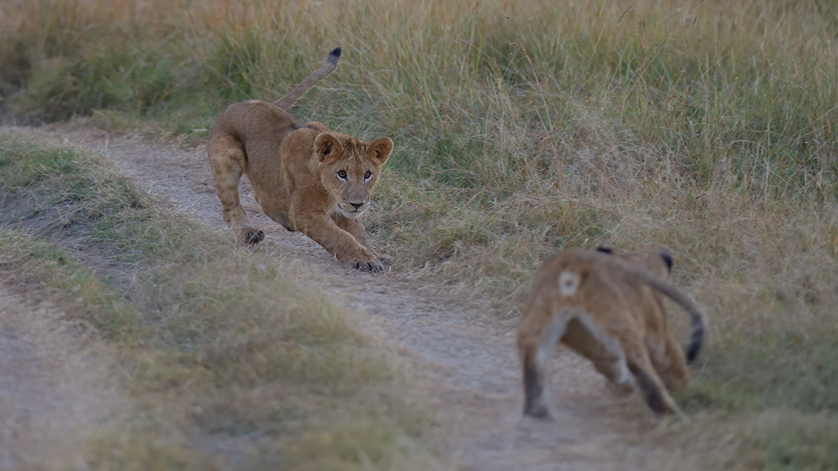 _85R3490_20180719_064633_798Masai Mara 2018-1200.jpg