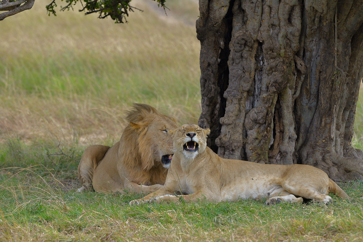 _85R3535_20180725_105602_1103Masai Mara 2018-1200.jpg