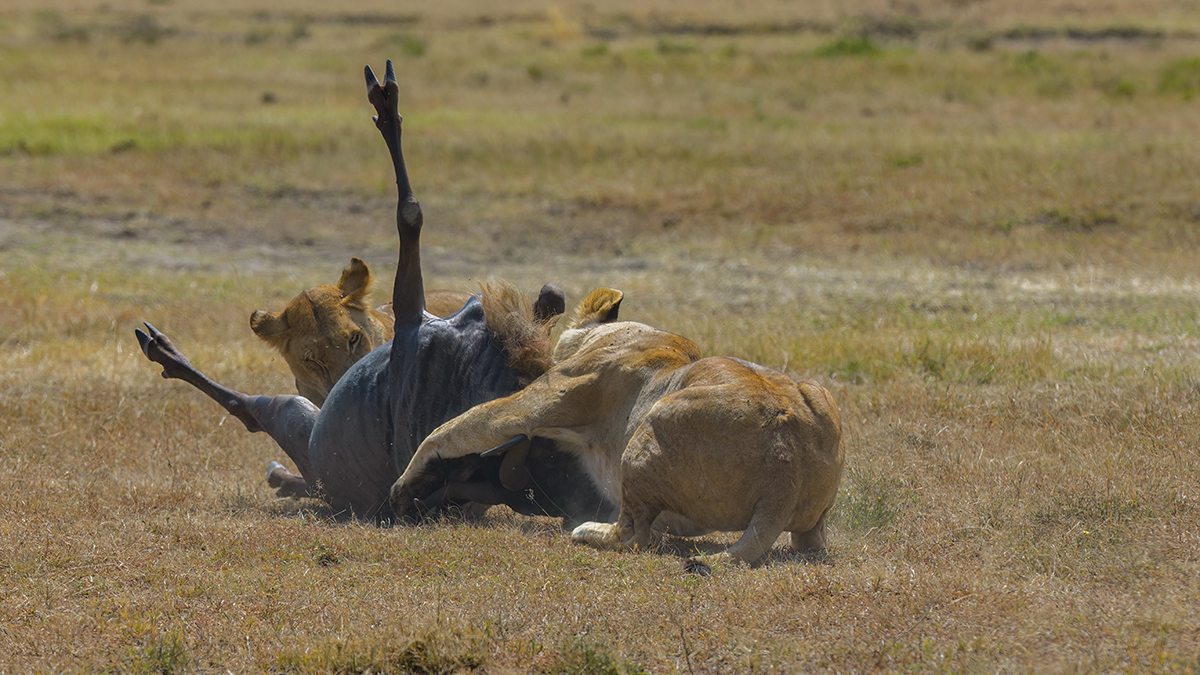 _85R3630_20180725_112320_1111Masai Mara 2018.jpg