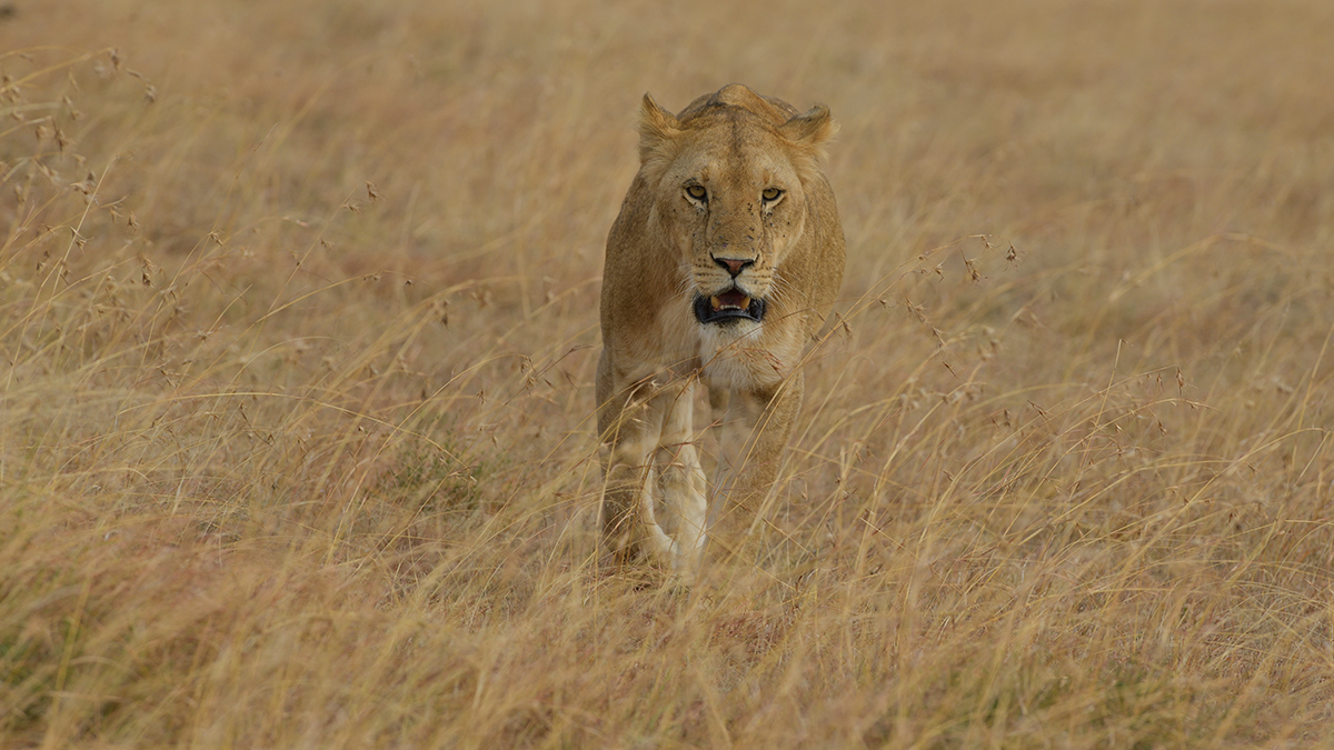 _85R3765_20180725_165656_1120Masai Mara 2018.jpg