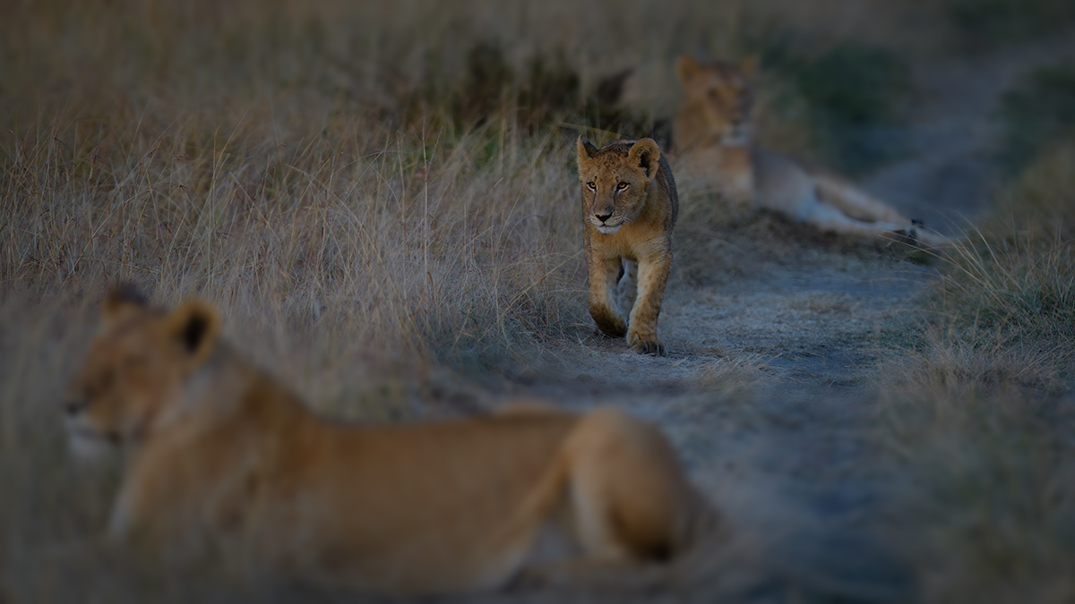 _85R3807_20180719_065933_802Masai Mara 2018-1200.jpg
