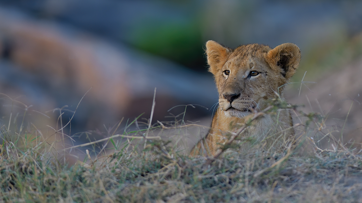 _85R3893_20180719_070202_803Masai Mara 2018-1200.jpg