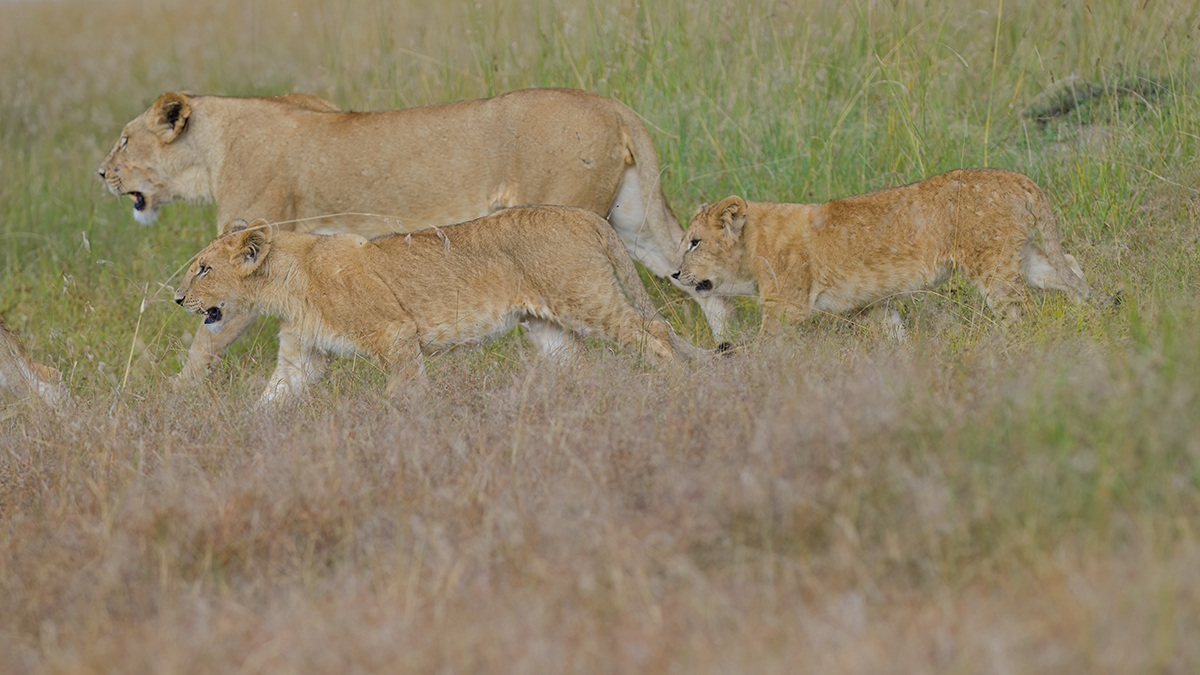 _85R3941_20180725_171150_1125Masai Mara 2018.jpg