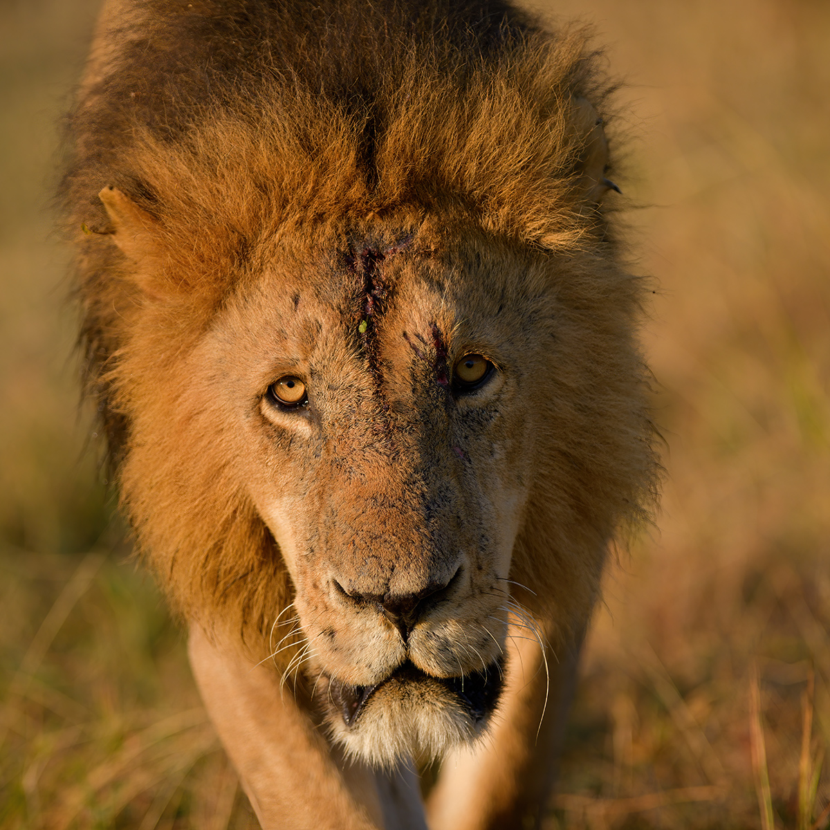 _85R4263_20180719_073321_810Masai Mara 2018-1200.jpg