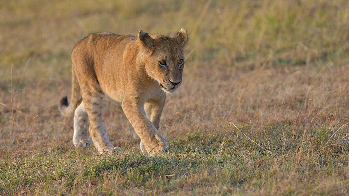 _85R4362_20180726_072158_3091Masai Mara 2018_3879Masai Mara 2018.jpg