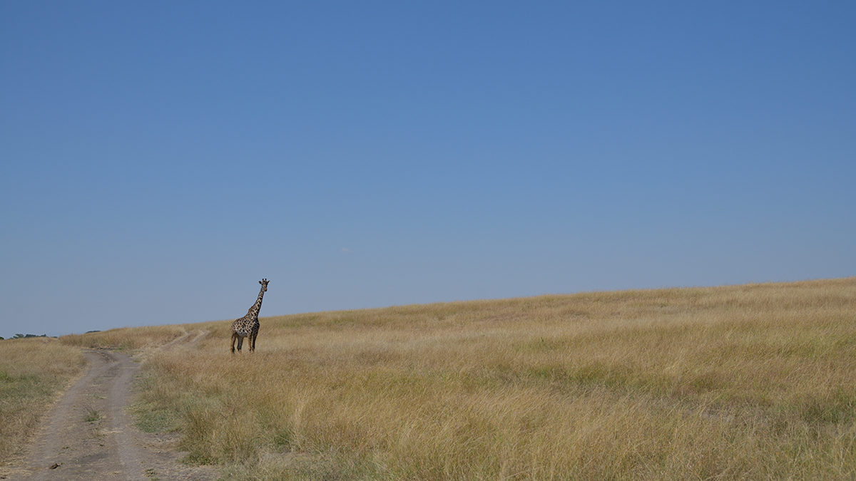 _85R4395_20180719_111005_814Masai Mara 2018-1200.jpg
