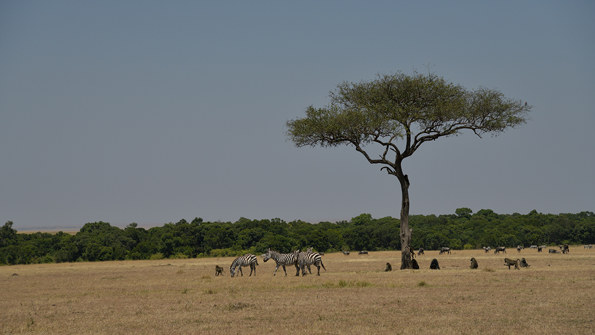_85R4400_20180719_114557_816Masai Mara 2018-1200.jpg