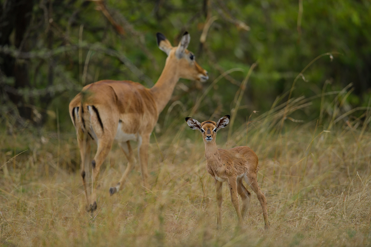 _85R4443_20180726_164104_3099Masai Mara 2018_3887Masai Mara 2018.jpg