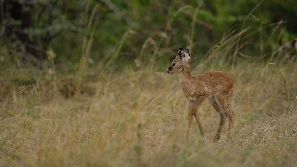 _85R4452_20180726_164109_3100Masai Mara 2018_3888Masai Mara 2018.jpg