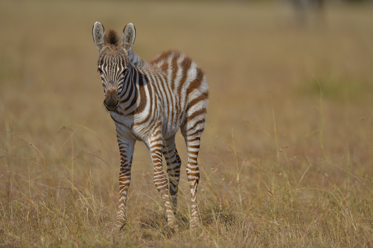 _85R4458_20180719_160423_817Masai Mara 2018-1200.jpg