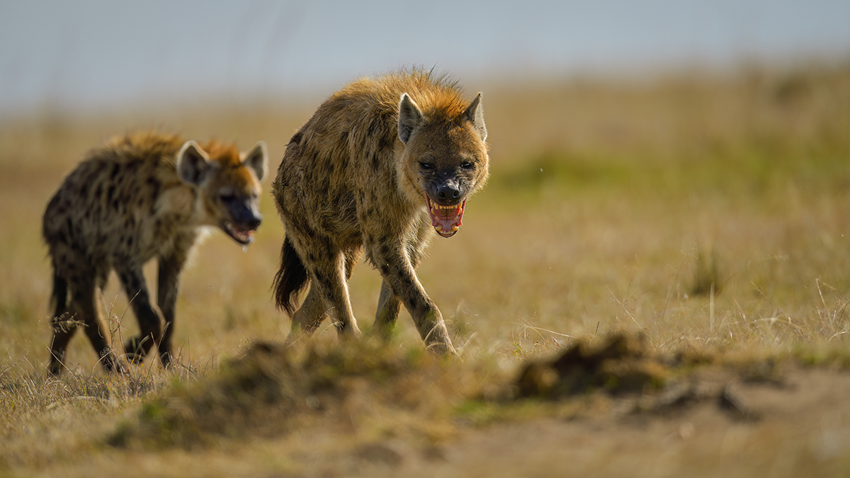 _85R4569_20180719_161615_819Masai Mara 2018-1200.jpg