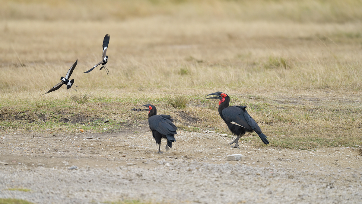 _85R4612_20180726_171043_3106Masai Mara 2018_3894Masai Mara 2018.jpg
