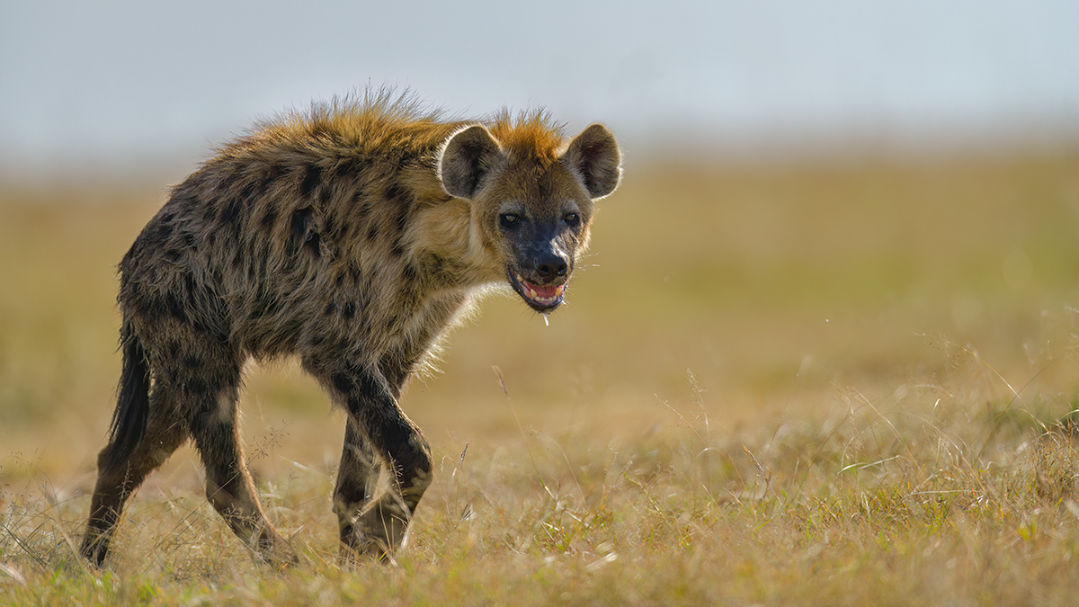 _85R4654_20180719_161642_822Masai Mara 2018-1200.jpg