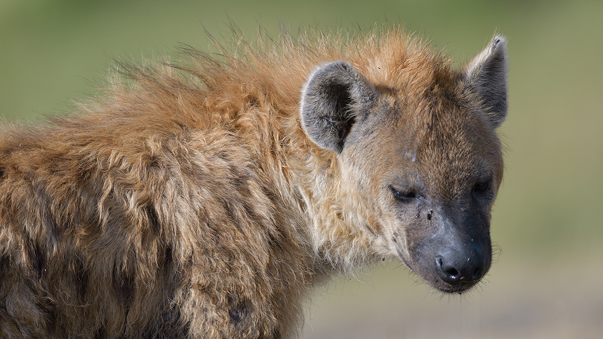 _85R4708_20180719_161741_824Masai Mara 2018-1200.jpg