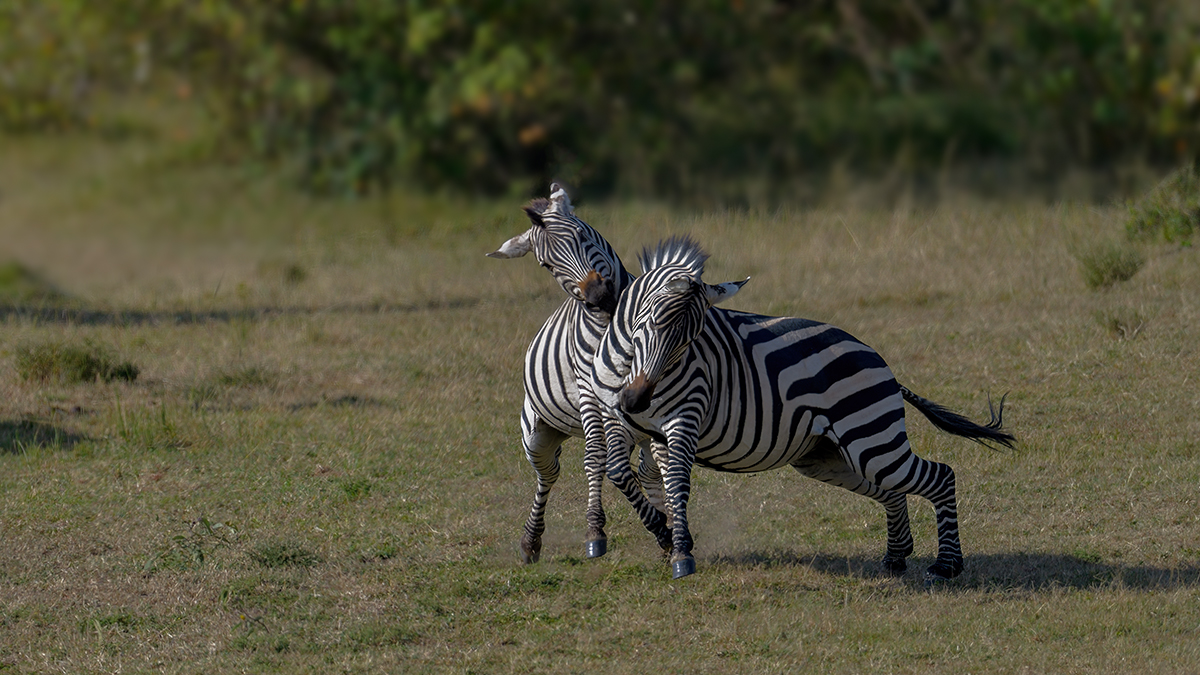 _85R4746_20180719_162040_825Masai Mara 2018-1200.jpg
