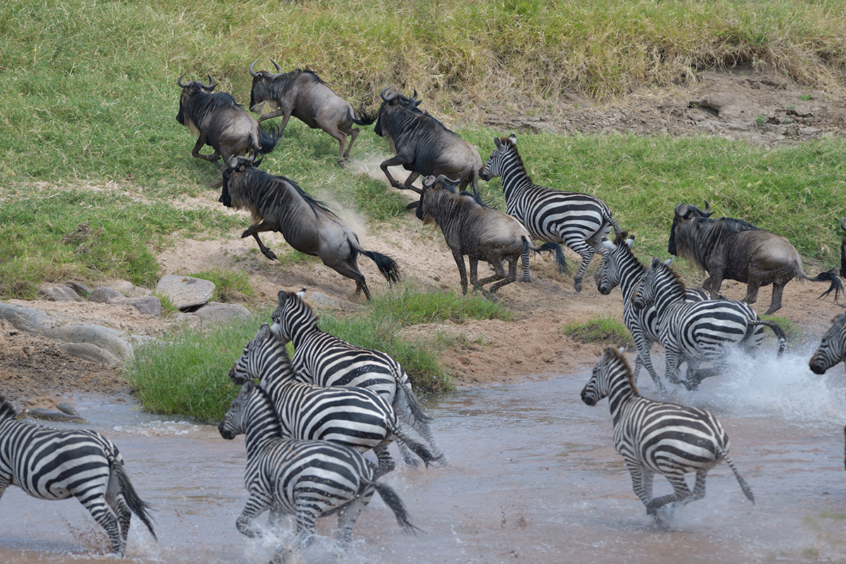 _85R4769_20180727_121935_4141Masai Mara 2018.jpg