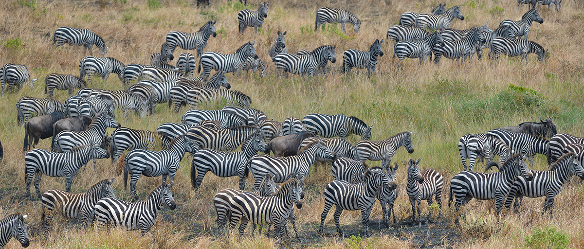 _85R4780_20180727_122016_4143Masai Mara 2018.jpg