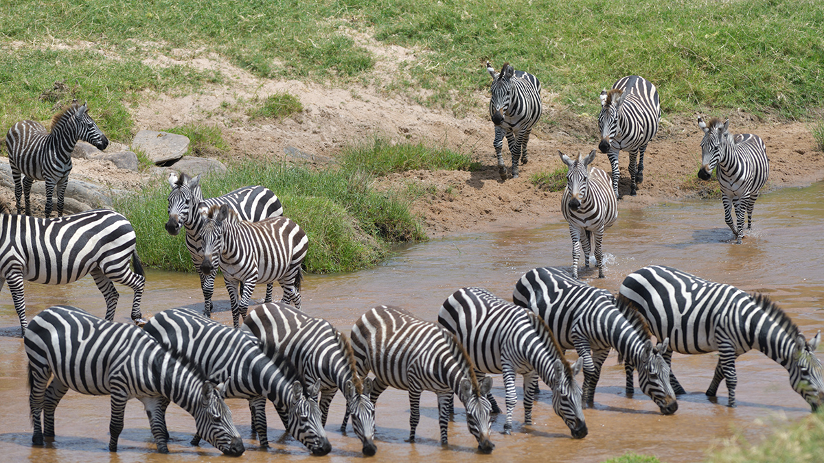 _85R4788_20180727_122123_4145Masai Mara 2018.jpg