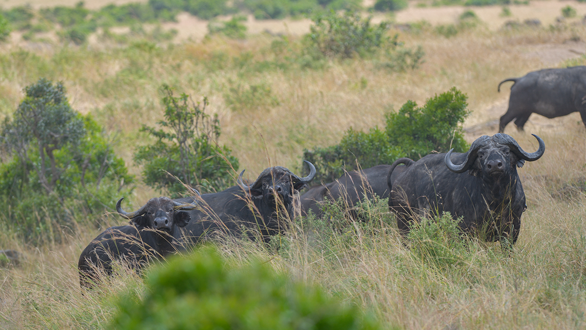 _85R4800_20180727_130108_4146Masai Mara 2018.jpg