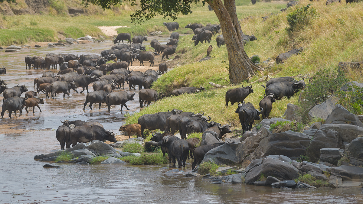 _85R4814_20180727_130118_4149Masai Mara 2018.jpg