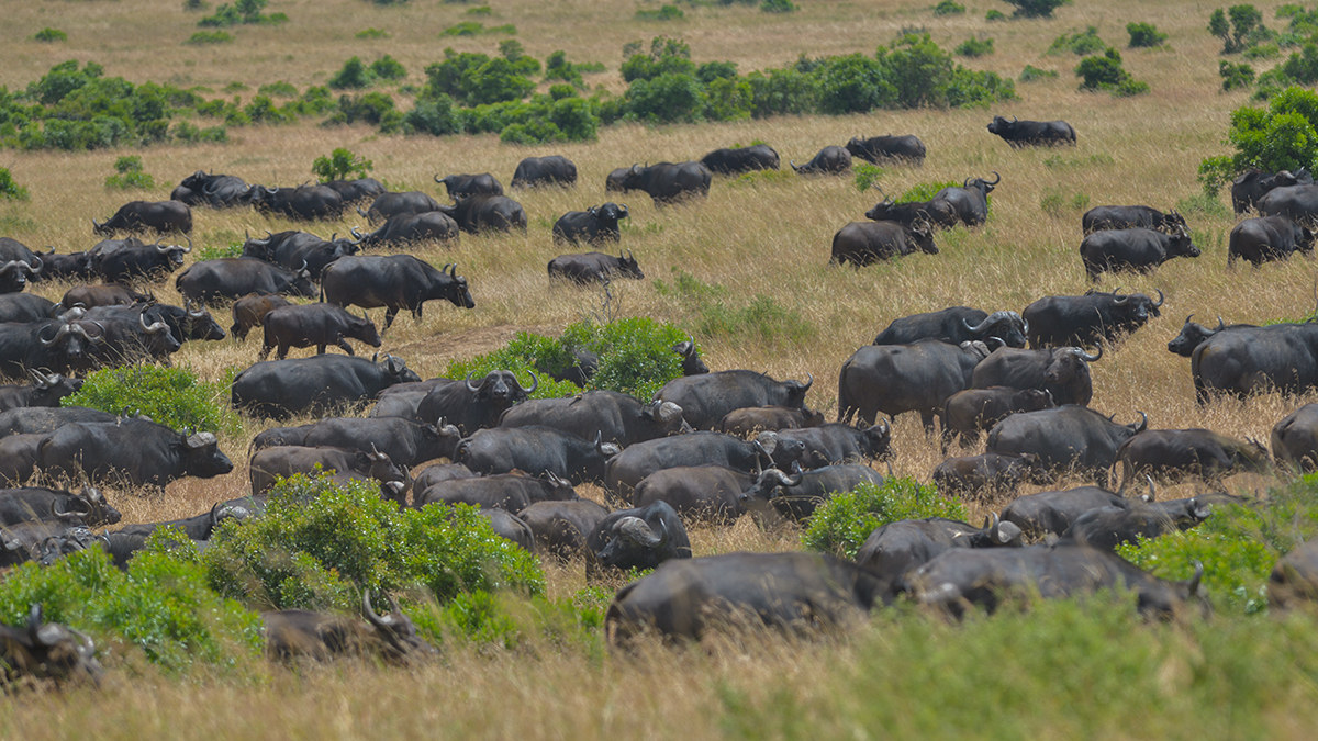 _85R4830_20180727_130646_4150Masai Mara 2018.jpg