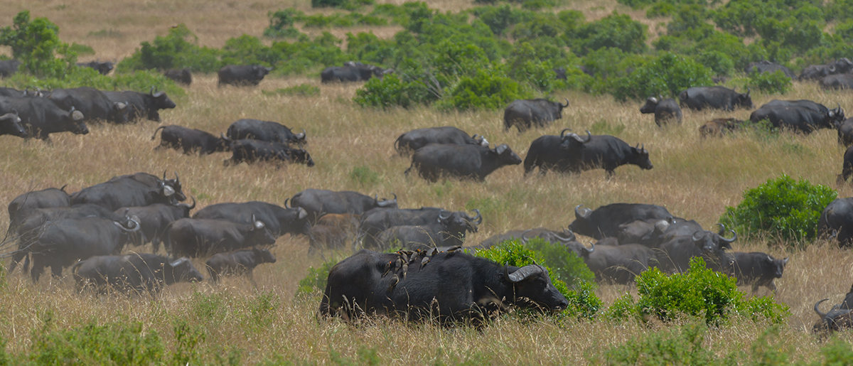 _85R4839_20180727_130658_4152Masai Mara 2018.jpg