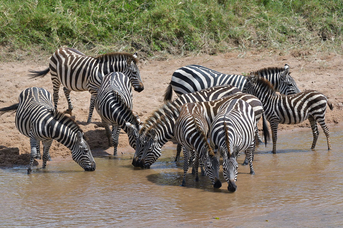 _85R4844_20180727_140109_4154Masai Mara 2018.jpg