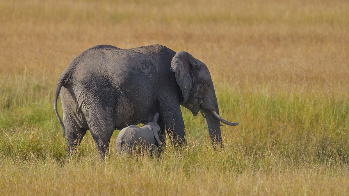 _85R4864_20180719_170941_827Masai Mara 2018-1200.jpg