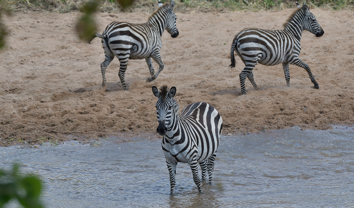 _85R4874_20180727_140321_4156Masai Mara 2018.jpg